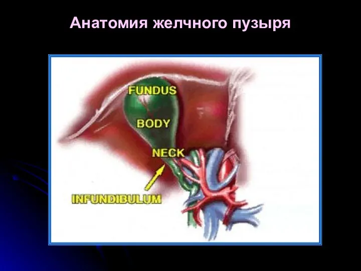 Анатомия желчного пузыря
