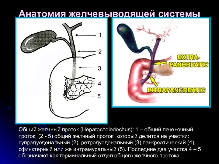 Анатомия желчевыводящей системы Общий желчный проток (Hepatocholedochus): 1 – общий печеночный проток; (2