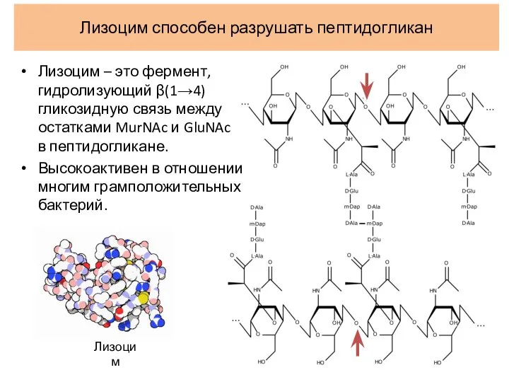 Лизоцим способен разрушать пептидогликан Лизоцим – это фермент, гидролизующий β(1→4) гликозидную связь между