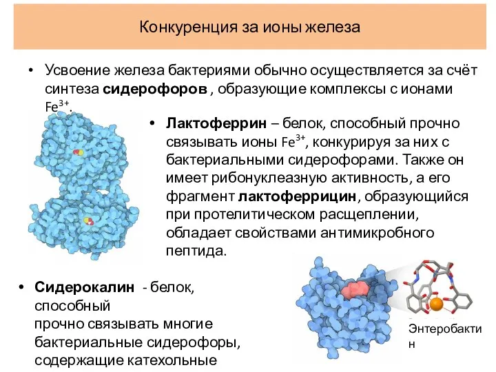 Конкуренция за ионы железа Лактоферрин – белок, способный прочно связывать ионы Fe3+, конкурируя