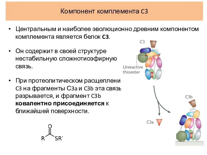 Компонент комплемента C3 Центральным и наиболее эволюционно древним компонентом комплемента является белок C3.