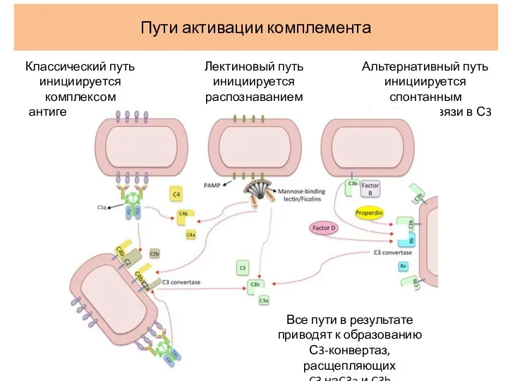 Пути активации комплемента Классический путь инициируется комплексом антиген-антитело Лектиновый путь инициируется распознаванием углеводных