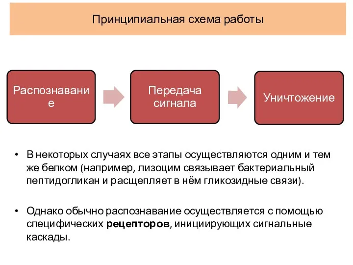 Принципиальная схема работы В некоторых случаях все этапы осуществляются одним