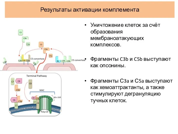 Результаты активации комплемента Уничтожение клеток за счёт образования мембраноатакующих комплексов.