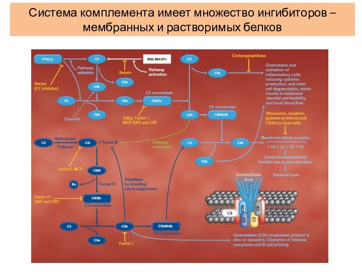 Система комплемента имеет множество ингибиторов – мембранных и растворимых белков