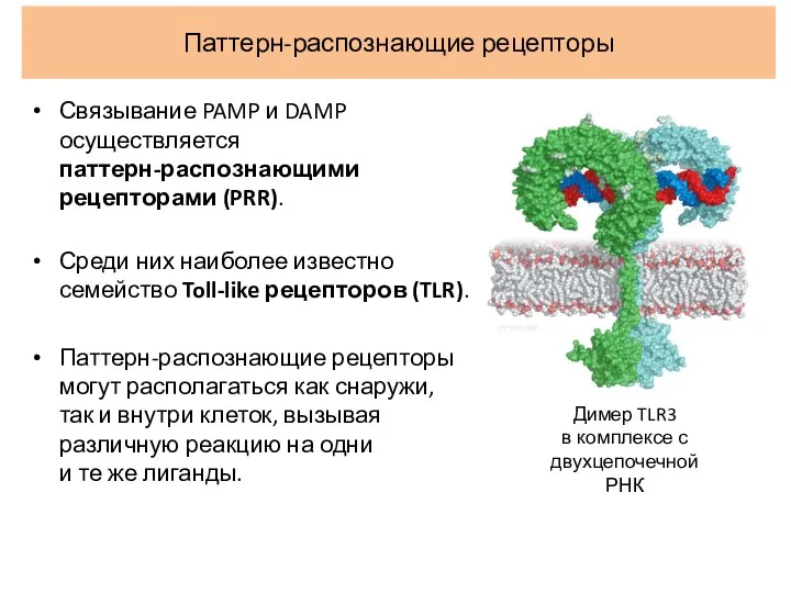 Паттерн-распознающие рецепторы Связывание PAMP и DAMP осуществляется паттерн-распознающими рецепторами (PRR). Среди них наиболее