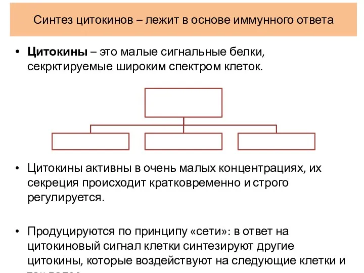 Синтез цитокинов – лежит в основе иммунного ответа Цитокины –