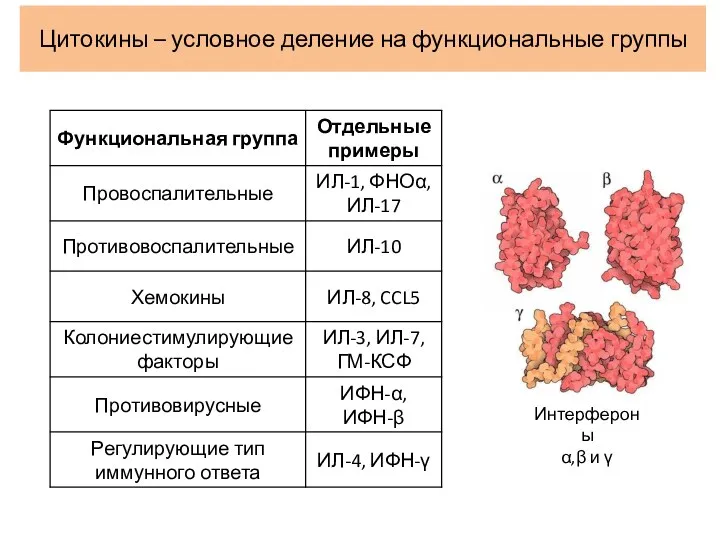 Цитокины – условное деление на функциональные группы Интерфероны α,β и γ