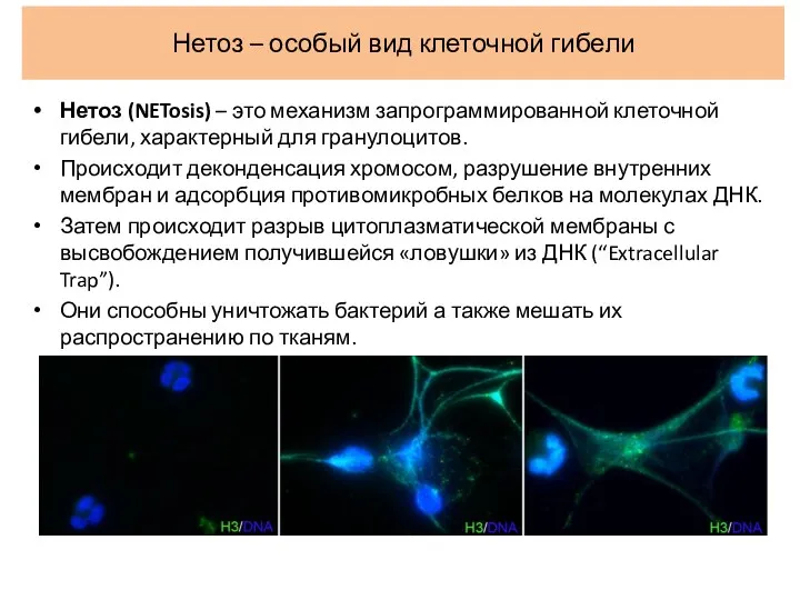 Нетоз – особый вид клеточной гибели Нетоз (NETosis) – это механизм запрограммированной клеточной