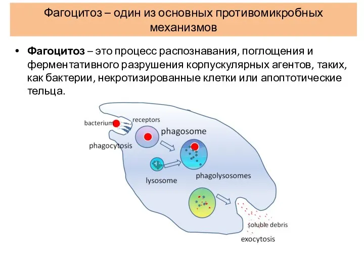 Фагоцитоз – один из основных противомикробных механизмов Фагоцитоз – это