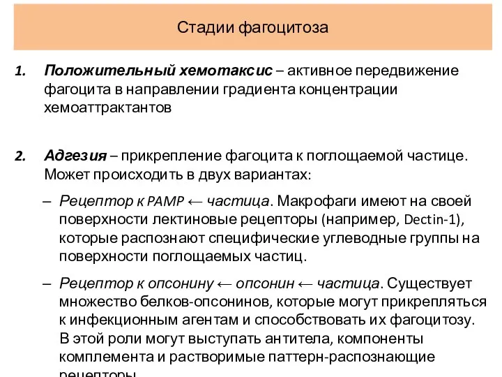 Стадии фагоцитоза Положительный хемотаксис – активное передвижение фагоцита в направлении