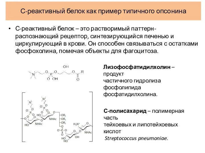 С-реактивный белок как пример типичного опсонина С-реактивный белок – это растворимый паттерн-распознающий рецептор,