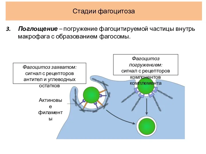 Стадии фагоцитоза Поглощение – погружение фагоцитируемой частицы внутрь макрофага с образованием фагосомы. Актиновые