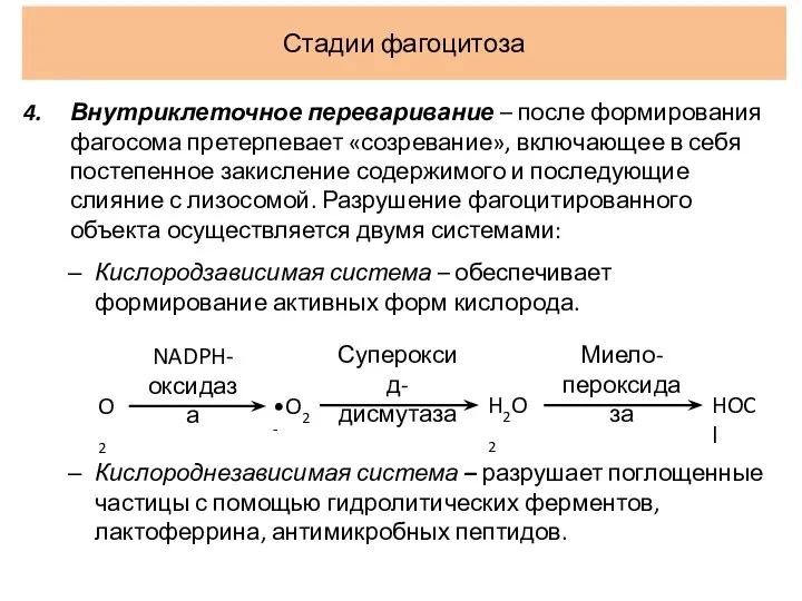 Стадии фагоцитоза Внутриклеточное переваривание – после формирования фагосома претерпевает «созревание», включающее в себя