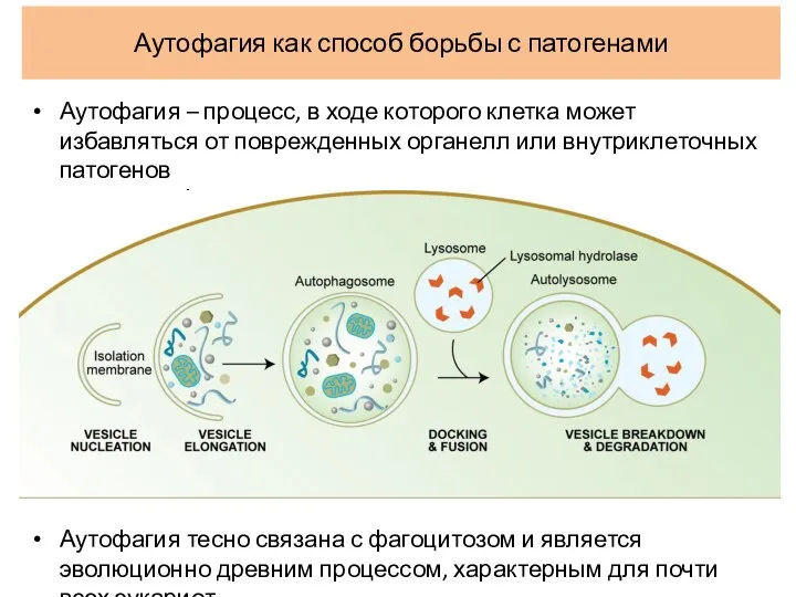 Аутофагия как способ борьбы с патогенами Аутофагия – процесс, в ходе которого клетка