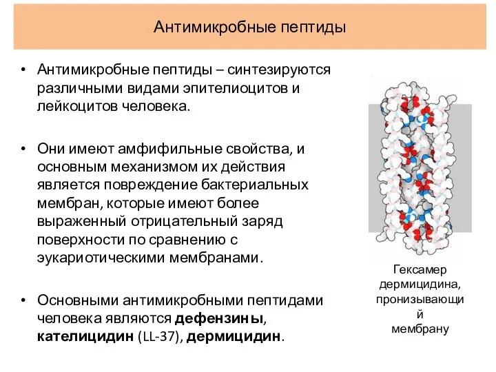 Антимикробные пептиды Антимикробные пептиды – синтезируются различными видами эпителиоцитов и лейкоцитов человека. Они