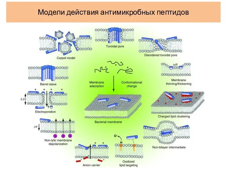 Модели действия антимикробных пептидов