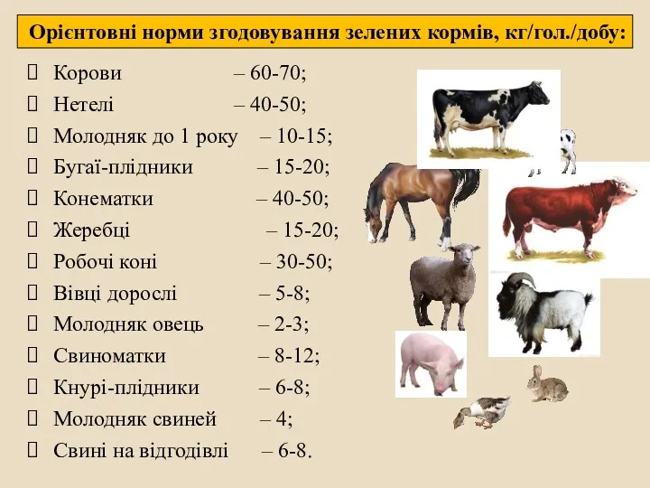 Корови – 60-70; Нетелі – 40-50; Молодняк до 1 року – 10-15; Бугаї-плідники