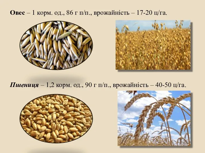 Овес – 1 корм. од., 86 г п/п., врожайність – 17-20 ц/га. Пшениця