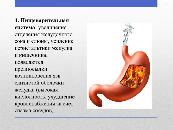 4. Пищеварительная система: увеличение отделения желудочного сока и слюны, усиление