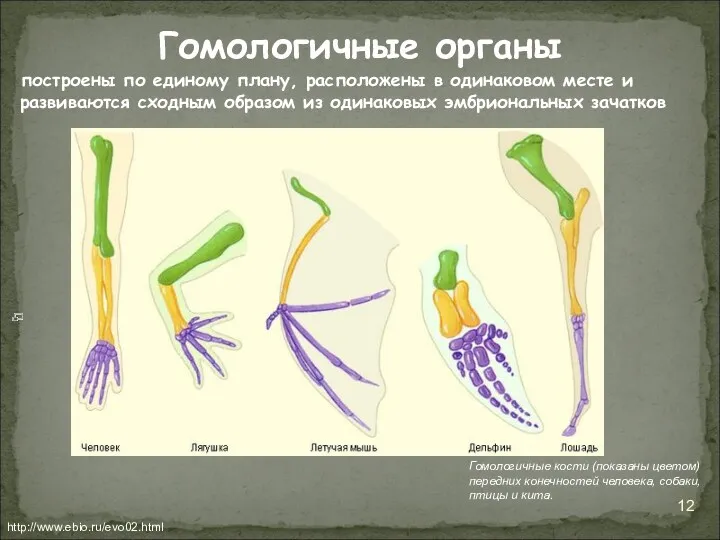 построены по единому плану, расположены в одинаковом месте и развиваются сходным образом из