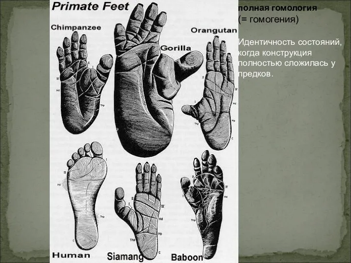 полная гомология (= гомогения) Идентичность состояний, когда конструкция полностью сложилась у предков.
