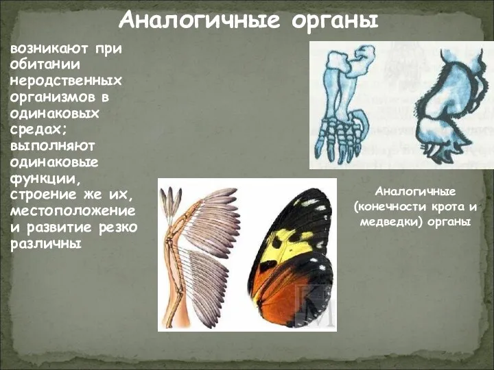 Аналогичные органы возникают при обитании неродственных организмов в одинаковых средах; выполняют одинаковые функции,