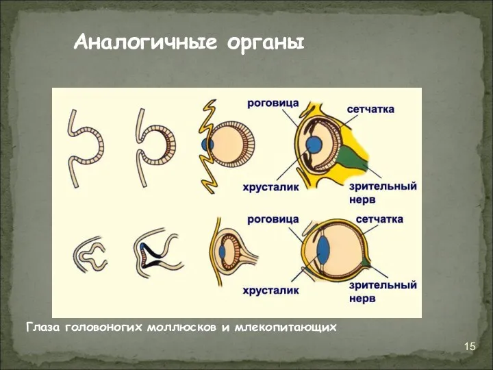 Аналогичные органы Глаза головоногих моллюсков и млекопитающих