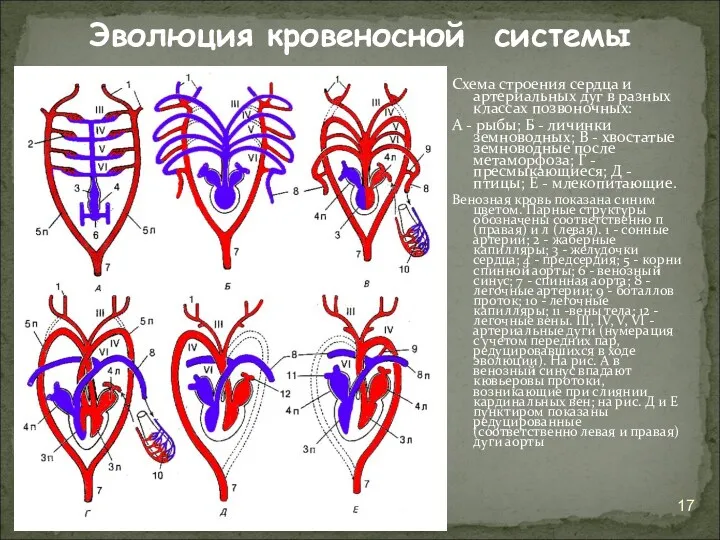 Схема строения сердца и артериальных дуг в разных классах позвоночных: А - рыбы;