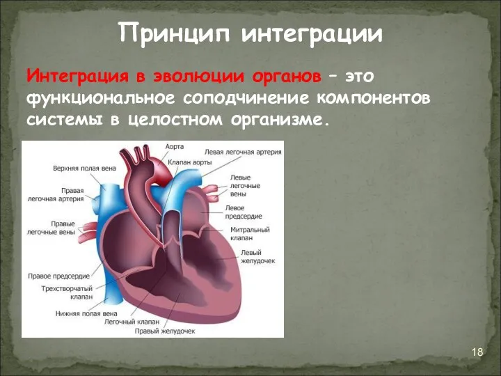 Интеграция в эволюции органов – это функциональное соподчинение компонентов системы в целостном организме. Принцип интеграции