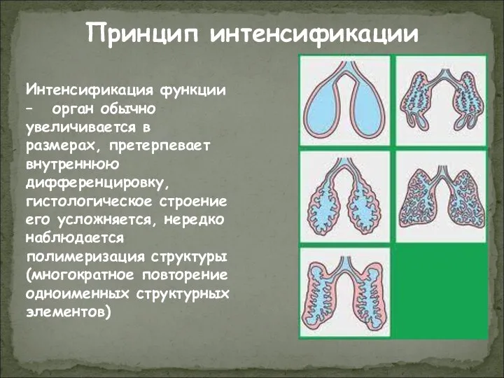 Принцип интенсификации Интенсификация функции – орган обычно увеличивается в размерах, претерпевает внутреннюю дифференцировку,