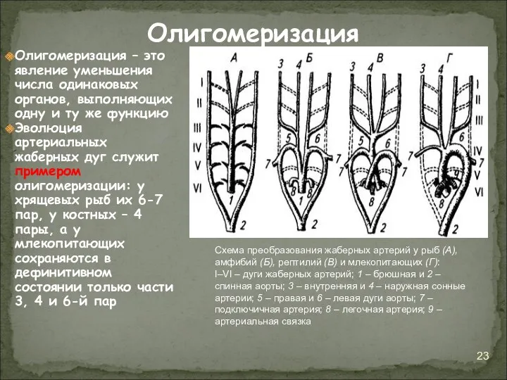 Олигомеризация – это явление уменьшения числа одинаковых органов, выполняющих одну и ту же