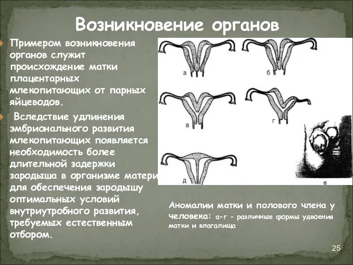 Примером возникновения органов служит происхождение матки плацентарных млекопитающих от парных яйцеводов. Вследствие удлинения