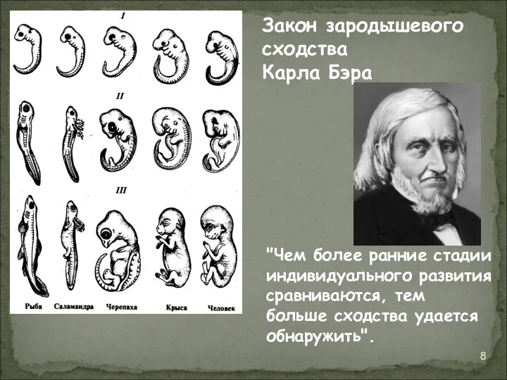 Закон зародышевого сходства Карла Бэра "Чем более ранние стадии индивидуального развития сравниваются, тем