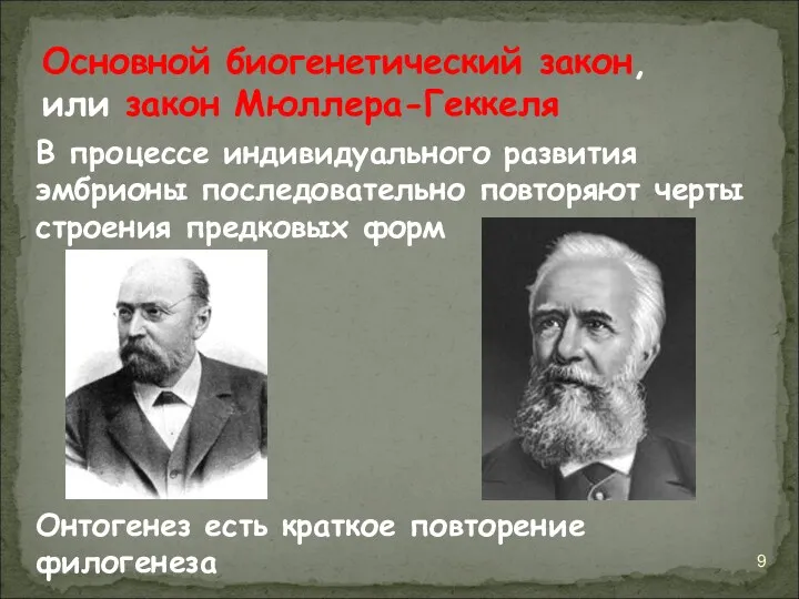 Основной биогенетический закон, или закон Мюллера-Геккеля В процессе индивидуального развития эмбрионы последовательно повторяют