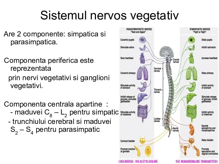Sistemul nervos vegetativ Are 2 componente: simpatica si parasimpatica. Componenta