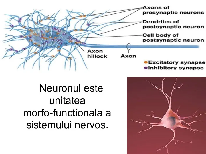 Neuronul este unitatea morfo-functionala a sistemului nervos.
