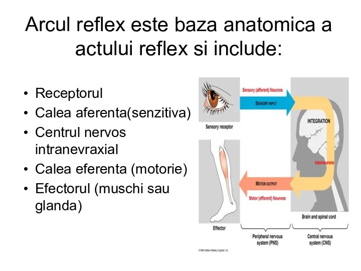 Arcul reflex este baza anatomica a actului reflex si include: