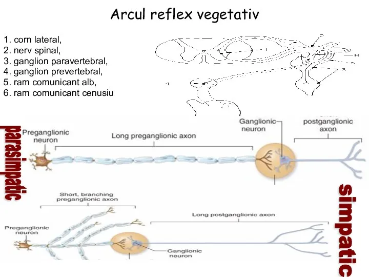 Arcul reflex vegetativ 1. corn lateral, 2. nerv spinal, 3.