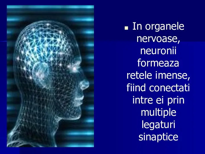 In organele nervoase, neuronii formeaza retele imense, fiind conectati intre ei prin multiple legaturi sinaptice