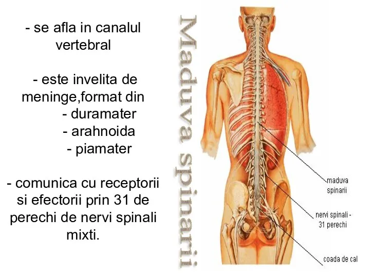 Maduva spinarii - se afla in canalul vertebral - este