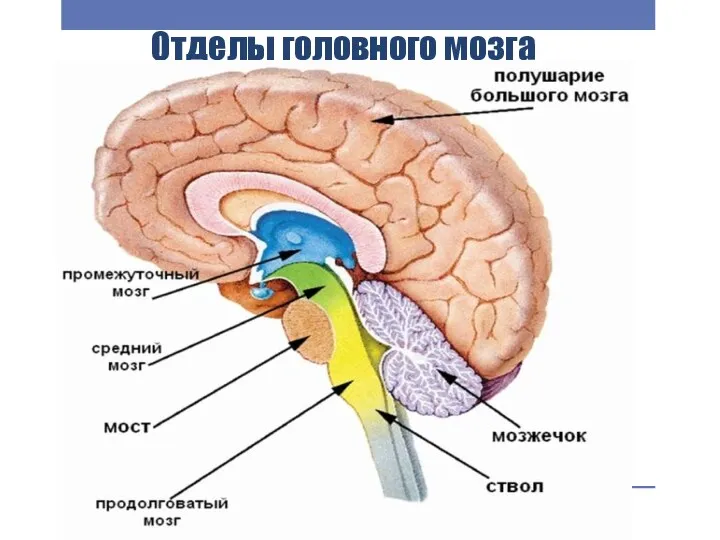 Отделы головного мозга