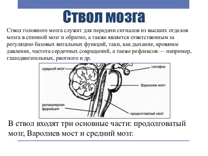 Ствол мозга Ствол головного мозга служит для передачи сигналов из