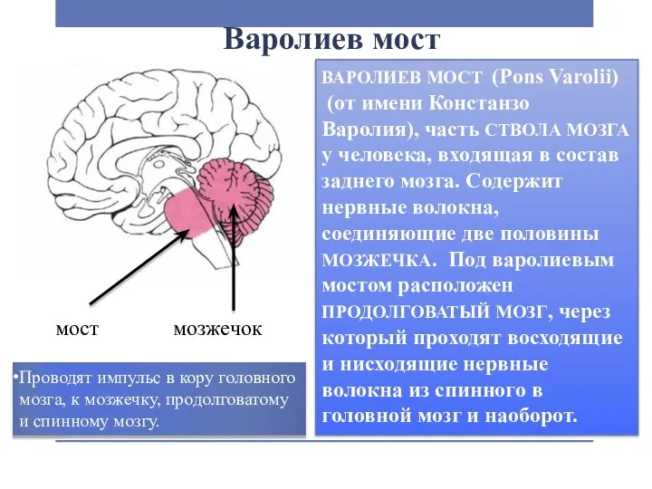 Варолиев мост ВАРОЛИЕВ МОСТ (Pons Varolii) (от имени Констанзо Варолия),