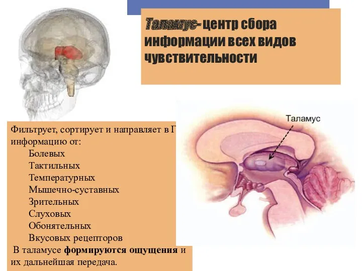 Таламус- центр сбора информации всех видов чувствительности Фильтрует, сортирует и