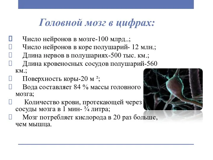 Головной мозг в цифрах: Число нейронов в мозге-100 млрд..; Число