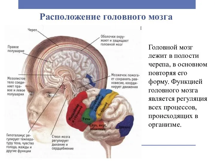 Расположение головного мозга Головной мозг лежит в полости черепа, в