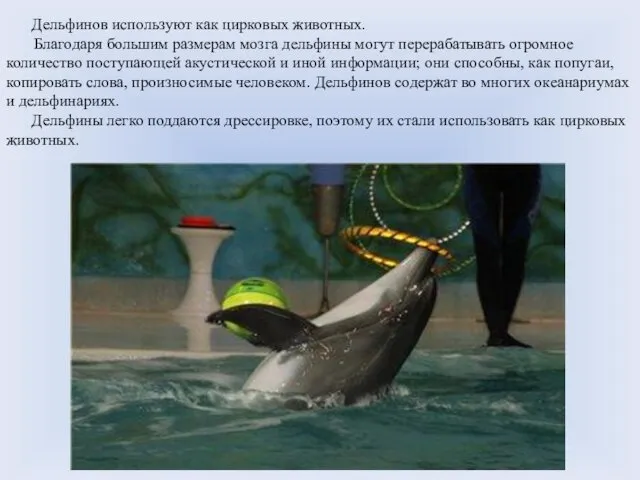 Дельфинов используют как цирковых животных. Благодаря большим размерам мозга дельфины могут перерабатывать огромное