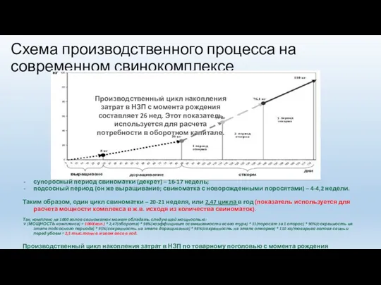 Схема производственного процесса на современном свинокомплексе супоросный период свиноматки (декрет)