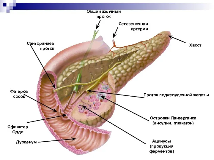 Хвост Селезеночная артерия Общий желчный проток Санториниев проток Фатеров сосок Сфинктер Одди Дуоденум